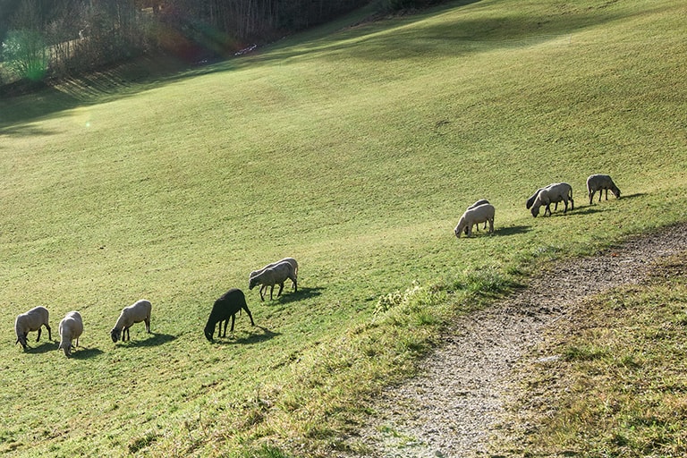 Schapen van Franz, Berchtesgaden Airbnb, Duitsland