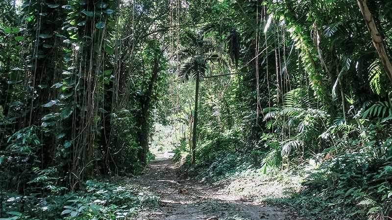 Port Antonio is enorm groen