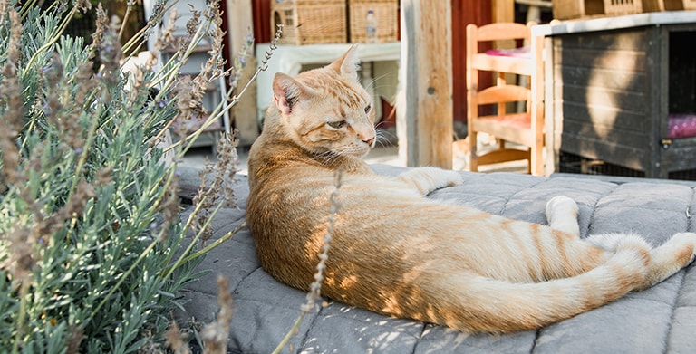 Samos Cat Rescue, Samos, Griekenland
