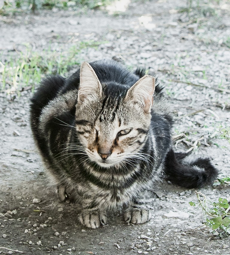 Zwerfkat met één oog bij Samos Cat Rescue, Samos, Griekenland