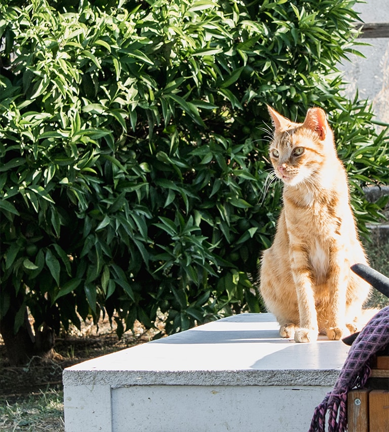 Kat met knip in het oor bij Samos Cat Rescue, Samos, Griekenland