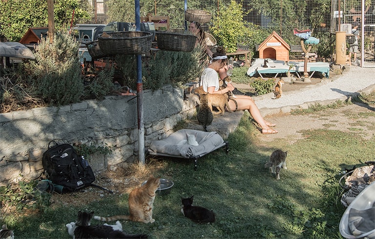 Katten knuffelen in de tuin, Samos, Griekenland