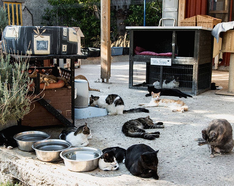 Samos Cat Rescue, Samos, Griekenland