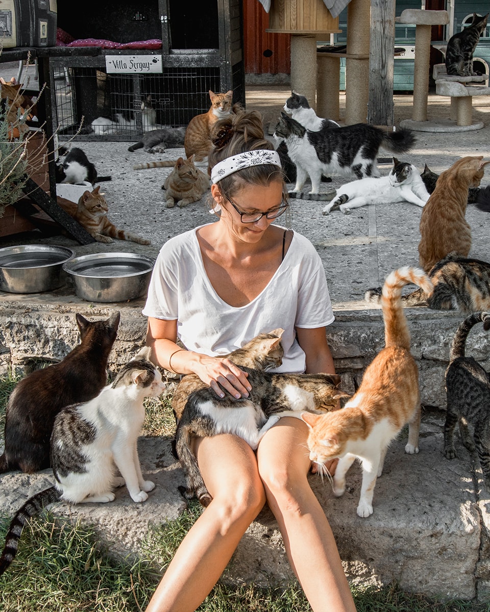 Samos Cat Rescue; een heerlijk dagje katten knuffelen