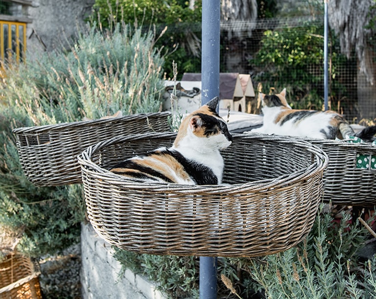 Samos Cat Rescue, Samos, Griekenland