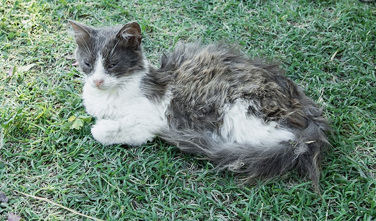 Zieke straatkat bij Samos cat shelter, Samos, Griekenland