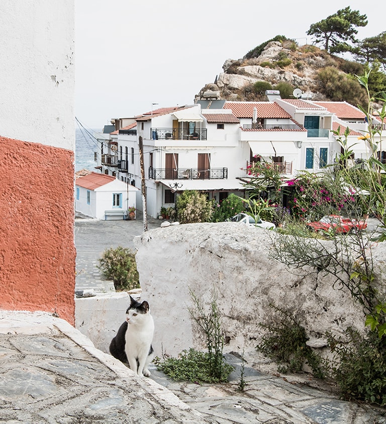 Zwerfkat in Kokkari, Samos, Griekenland