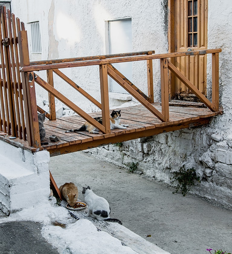 Straatkatjes in Kambos, Samos, Griekenland