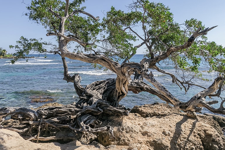 Kust Treasure Beach, Jamaica