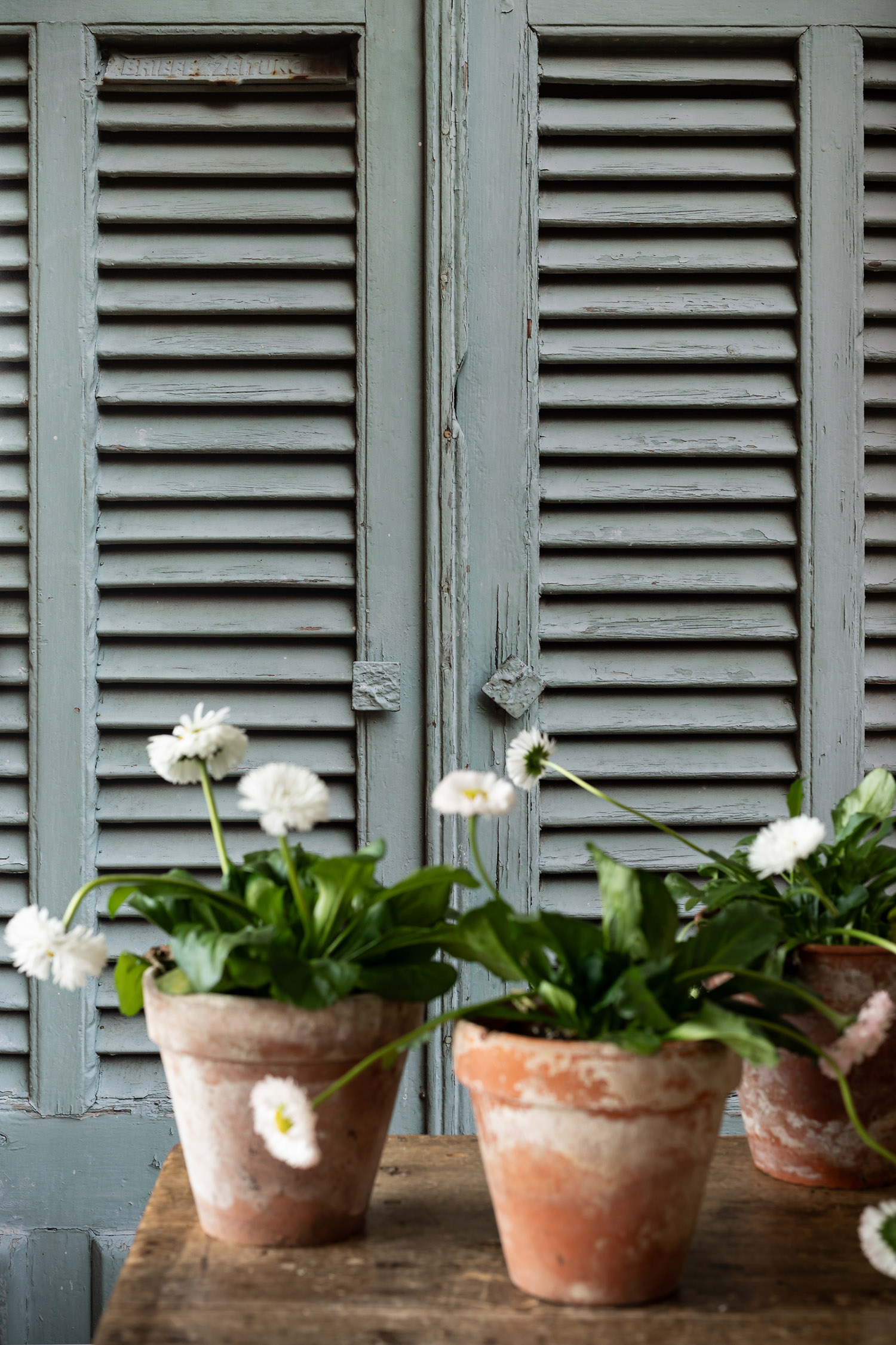 Mint houten shutters backdrop geprint op glad en oprolbaar vinyl