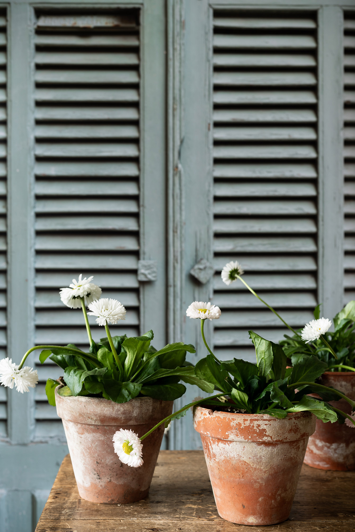 Mint houten shutters backdrop geprint op glad en oprolbaar vinyl